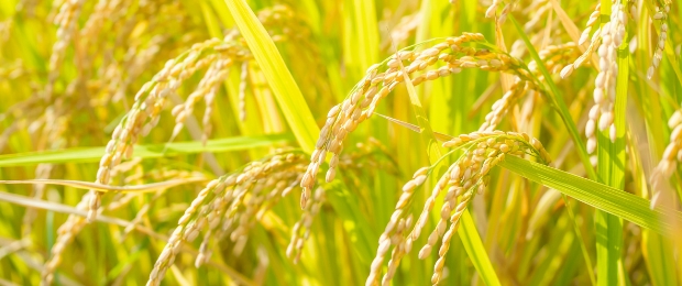 北海道米専門店