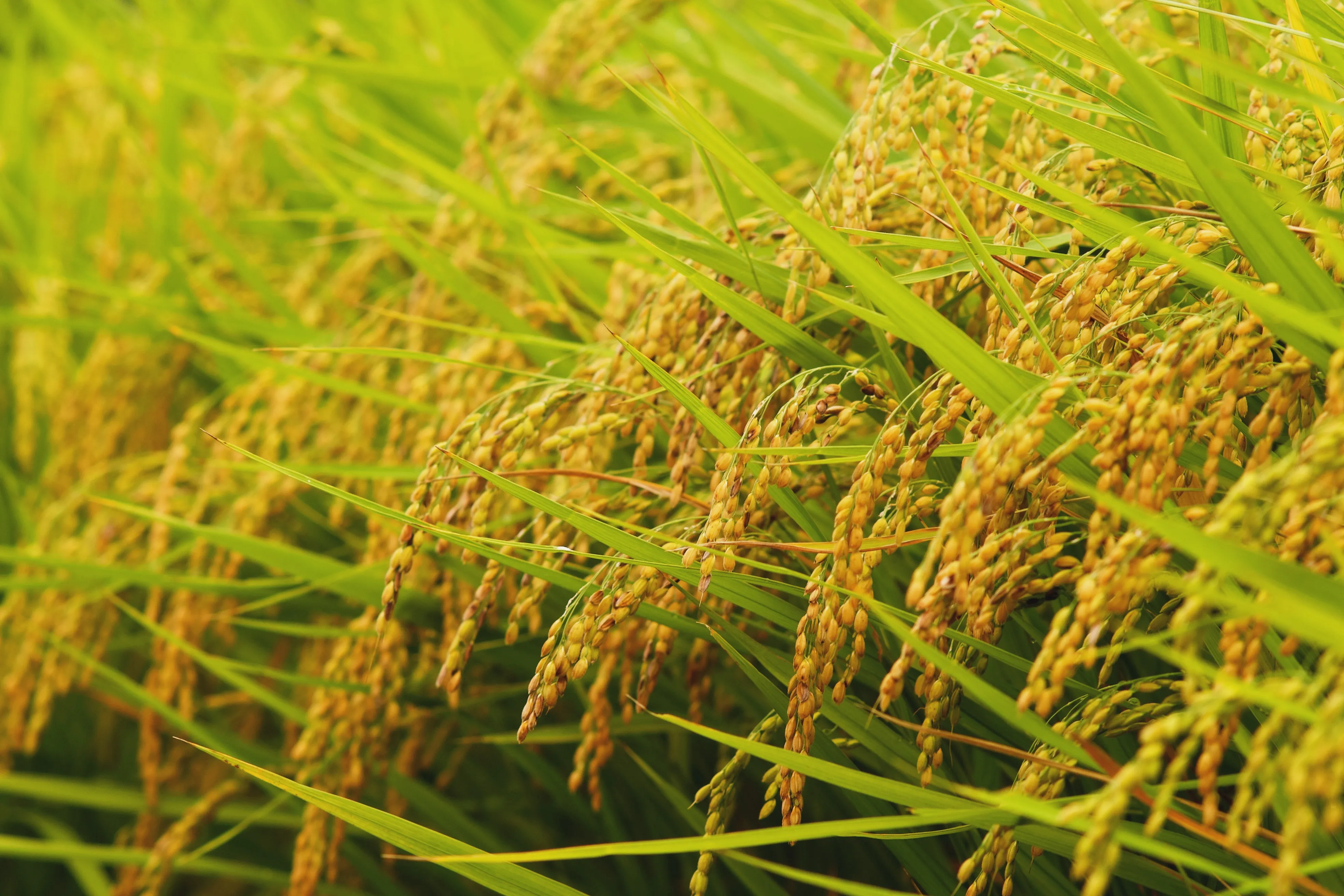 収穫間近の稲穂