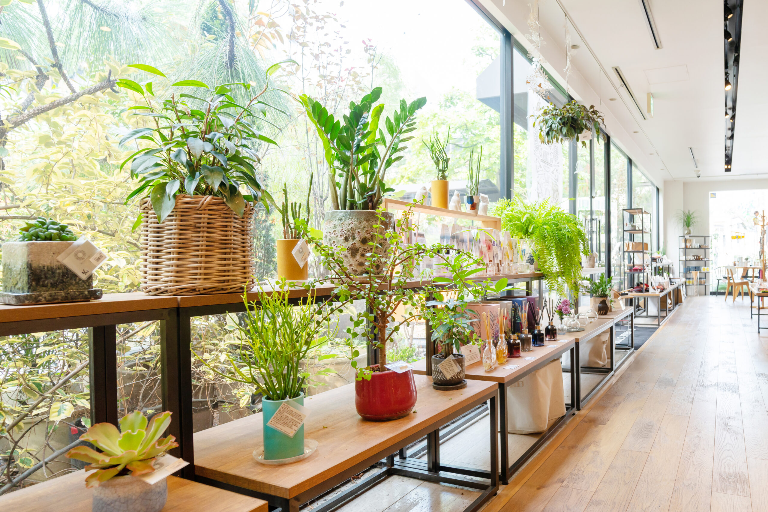 雑貨ショップに陳列されている観葉植物やアロマ商品